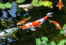 Mastering Pond Filter: Crystal Clear Waters Await