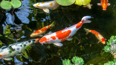 Mastering Pond Filter: Crystal Clear Waters Await