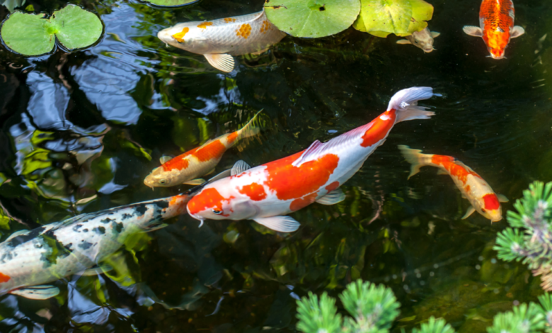 Mastering Pond Filter: Crystal Clear Waters Await